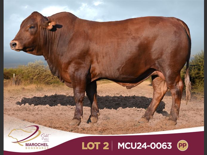 MCU240063 PP(c)