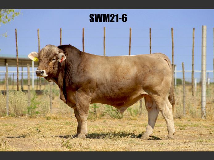 21-0006WM | MARTIN BRAUNVIEH STUD