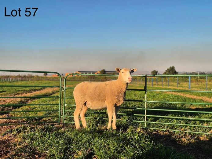 LR  240010 | TAPPS INVESTMENTS