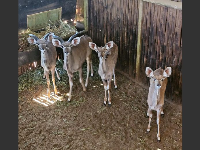 KUDU | BIRKEN VERVOER