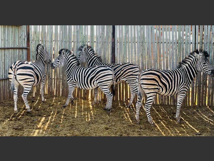 Zebras