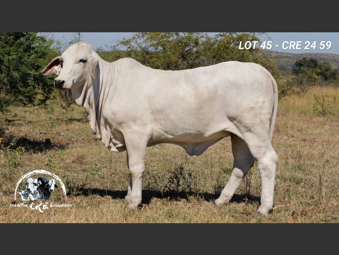 CRE2459 | CRE BRAHMANE