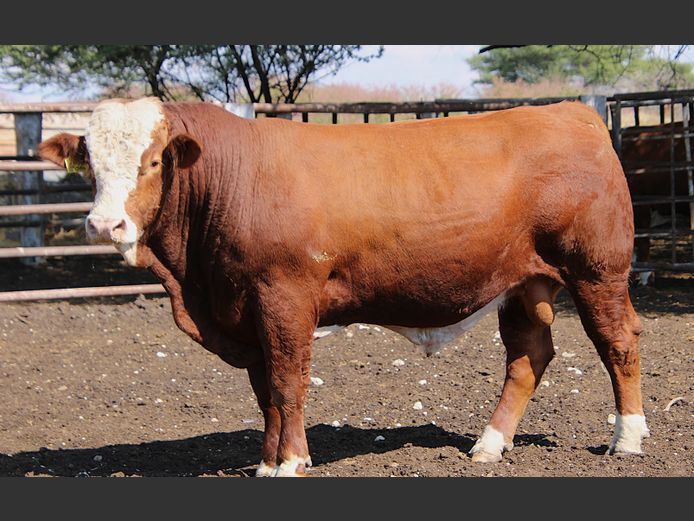 TG22130 | GUNZEL SIMMENTALER