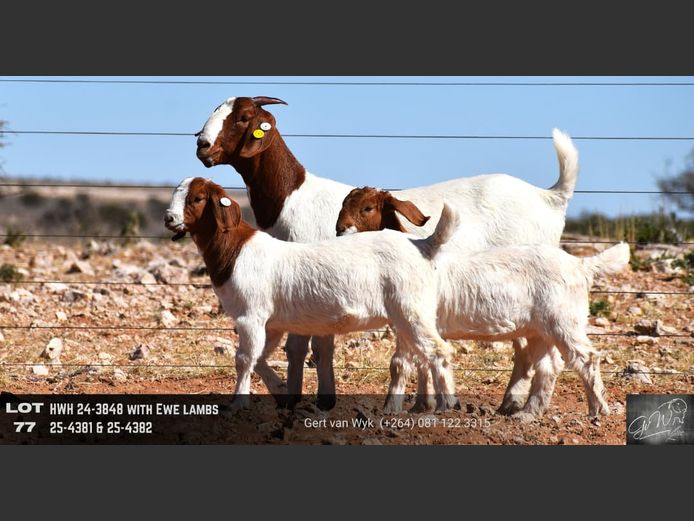 HWH24-3848 | Gert van Wyk