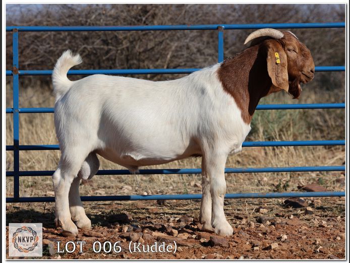 585 24 0012 | CAD BOERBOKKE