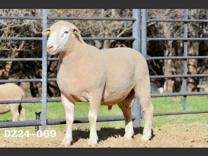 DZ 240069 | 2 STEYNS BOERDERY