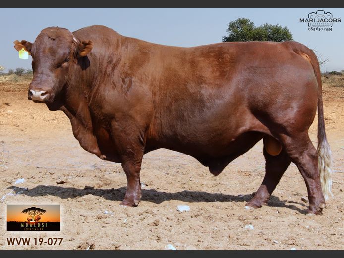 WVW 190077 | MOALOSI BONSMARA