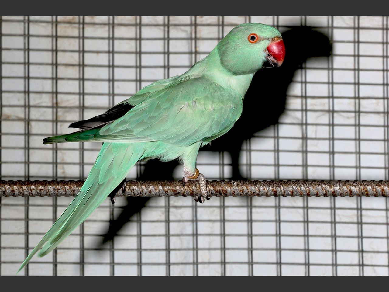images