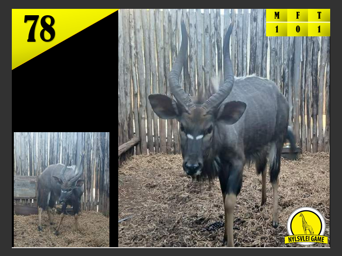 NJALA | KOLOBE WILDLIFE
