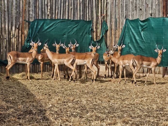 IMPALA | 11 x NUM-NUM & 1 x HJV