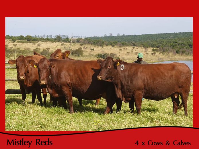 Commercial Animals | Mistley Red - Les Trollope