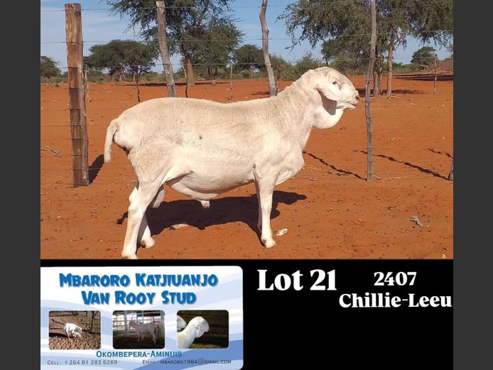 2407 | MBARORO KATJIUANJO VAN ROOY STUD