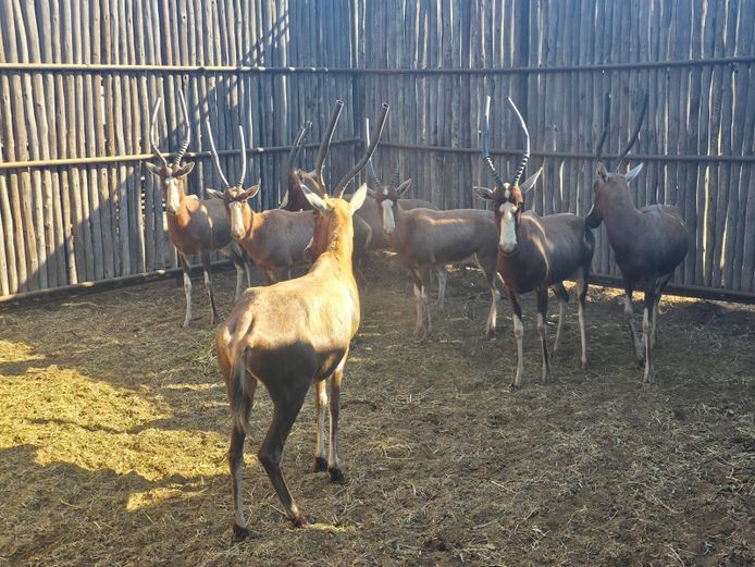 BLESBOK | NYLSVLEI