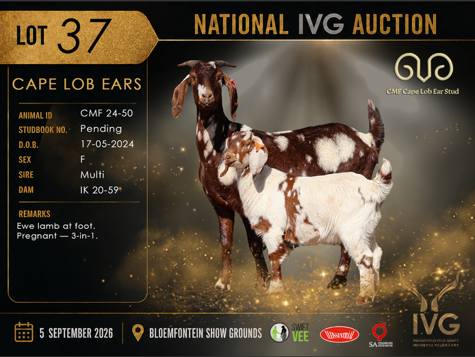 CMF 24-50 | CMF Cape Lob Ear Stud