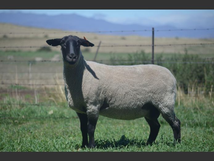 301 230040 | TWEESEUNS