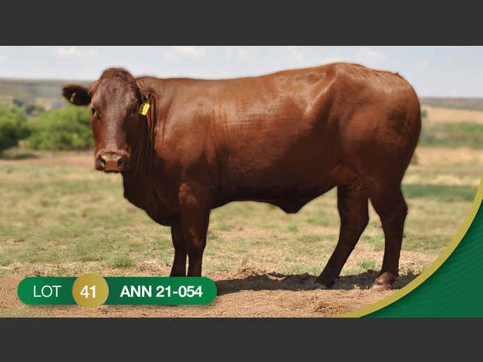 ANN 210054 | ANNANDALE BONSMARAS