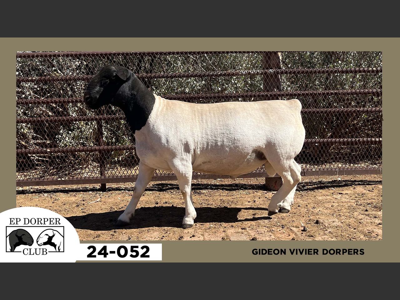 Lot DR51 | DOORNPOORT GENETICS BOERGOATS & EP DORPER CLUB RAM & EWE ...