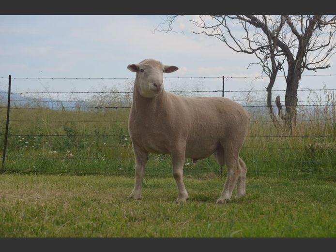 T 240410 | TWEE BROERS DORMER STOET