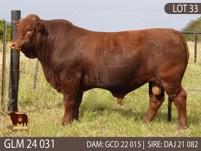 GLM 240031 | GLEN MUIR BONSMARAS