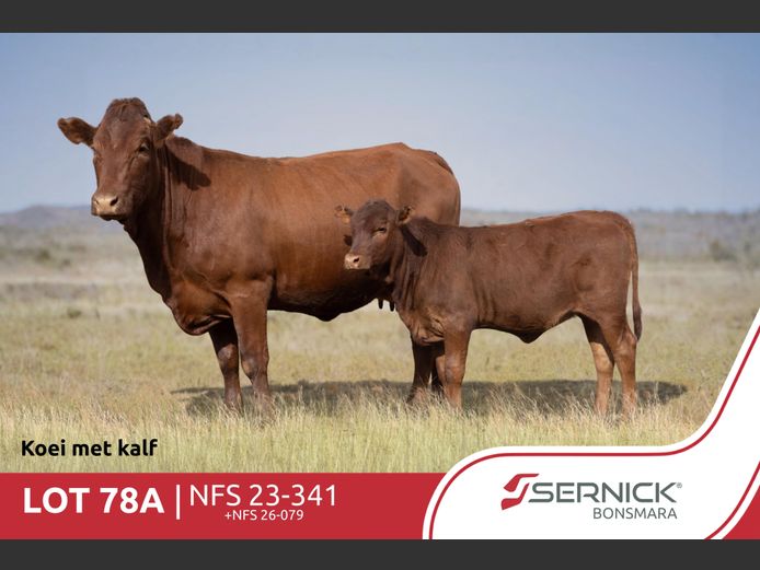 NFS 230341 | SERNICK BONSMARA STOET