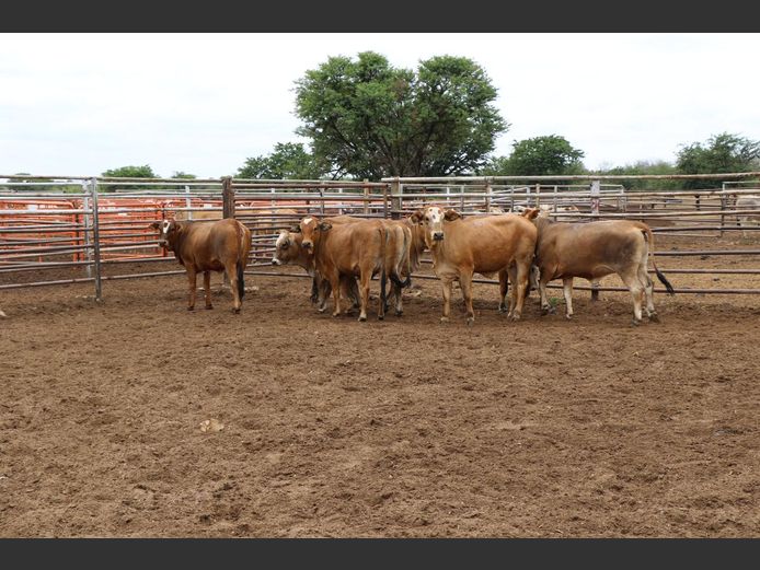 Commercial Animals | JP du Preez