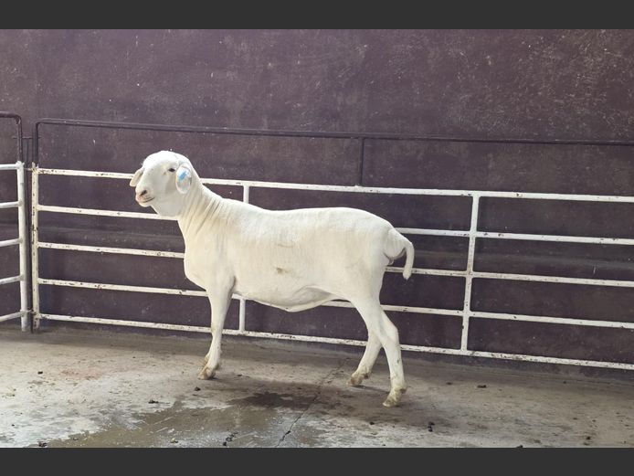 139 24 0598 | MNR. PR WIESE H/A BULBERG BDY