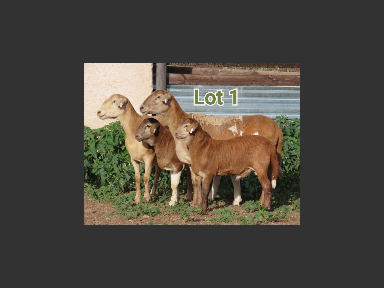images