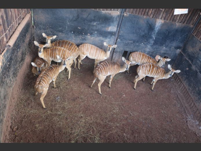 Njala