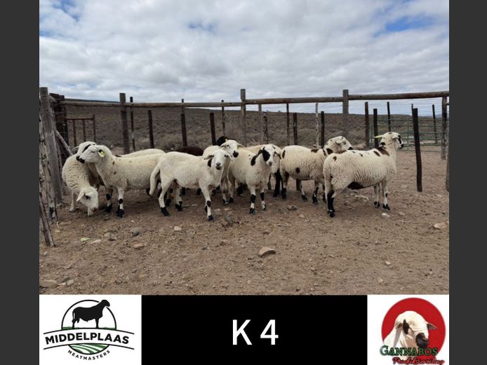 Commercial Ewes | Draairivier Boerdery