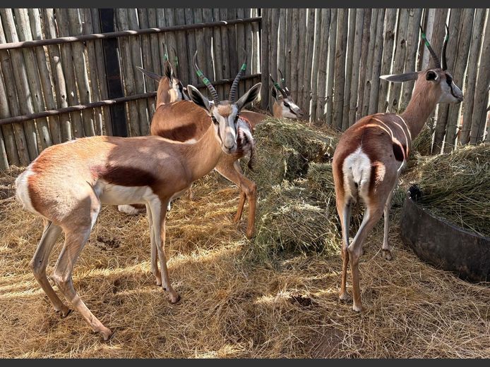 Kalahari Springbok Ooie