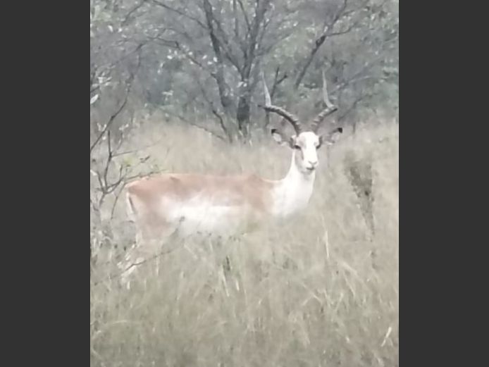 WHITE FLANK ROOIBOK | KOLOBE WILDLIFE