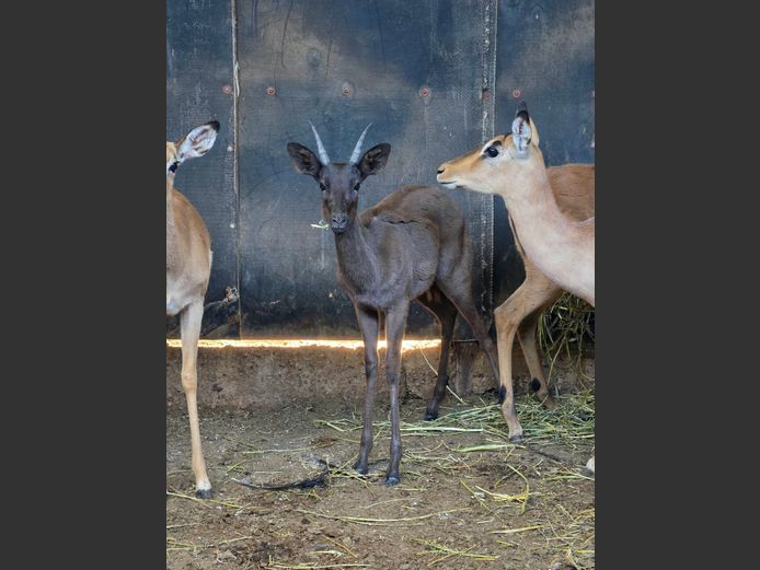 SWART ROOIBOK | EB WILD