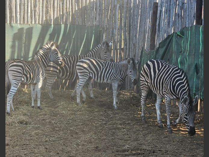 ZEBRA | ZWARTKLOOF