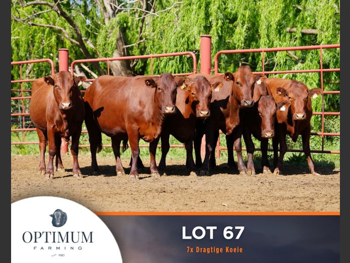 Commercial Animals | OPTIMUM FARMING M WIPPLINGER