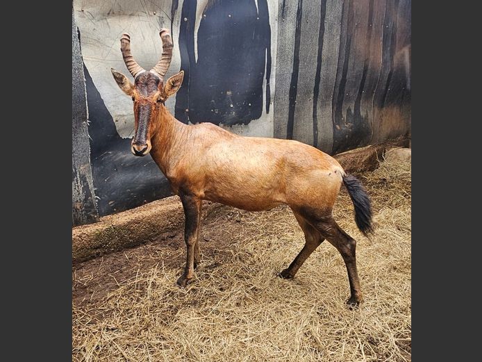 RED HARTEBEEST | THOLOS