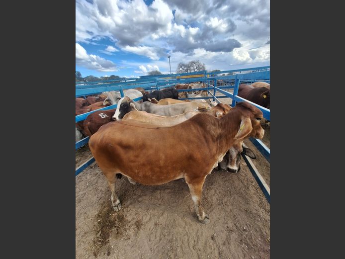 Commercial Cow Fat
