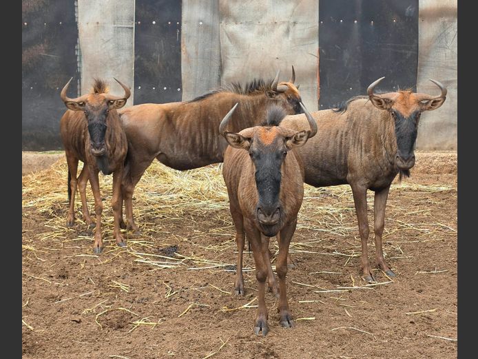 BLOUWILDEBEES | DRIEFONTEIN BOERDERY