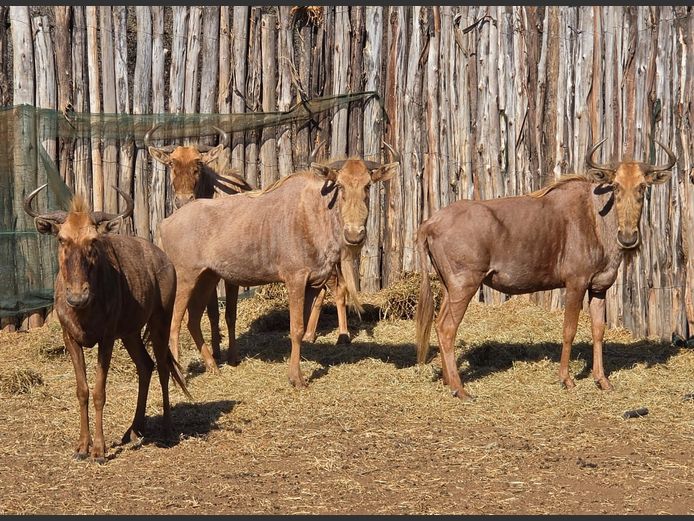 GOUE WILDEBEES | 258 FARMS