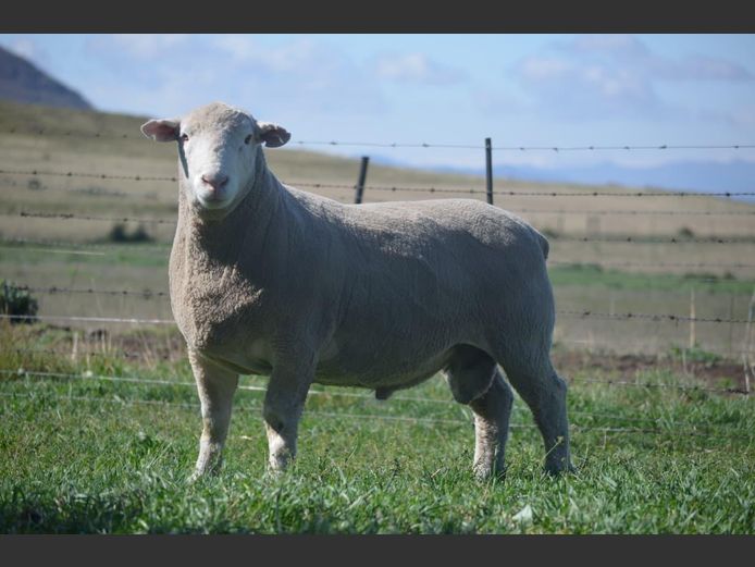 T 240547 | TWEE BROERS DORMER STOET