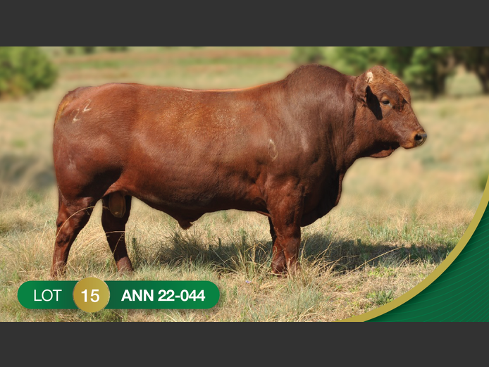 ANN 220044 | ANNANDALE BONSMARAS