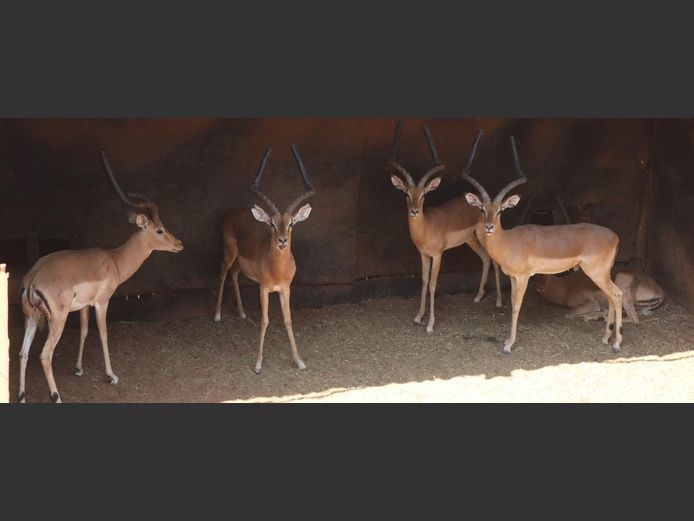 IMPALA