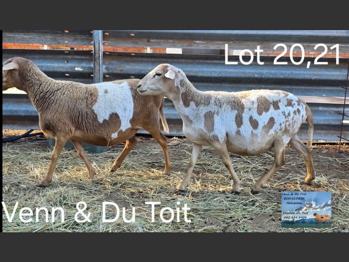 23/21 | VENN & DU TOIT BOSVELDERS