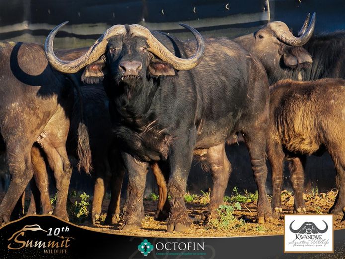 45 2/8" Buffalo Bull