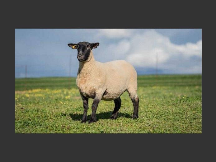 284240044 | OTTERKUIL BOERDERY