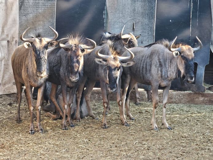 BLUE WILDEBEEST | LIMPOPO STUD GAME