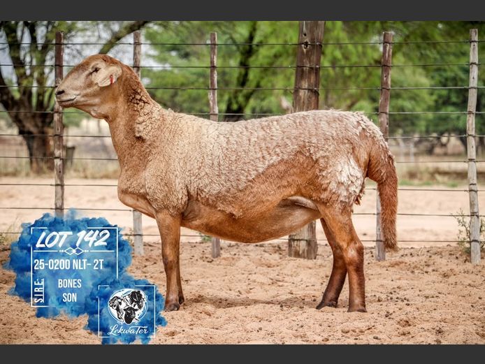 25-0200 NLT LEKWATER