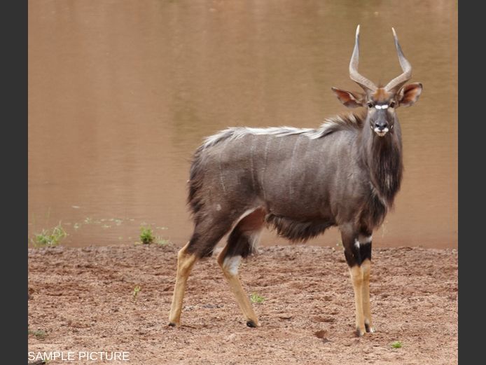 NYALA | GOLDEN GAME WILDLIFE