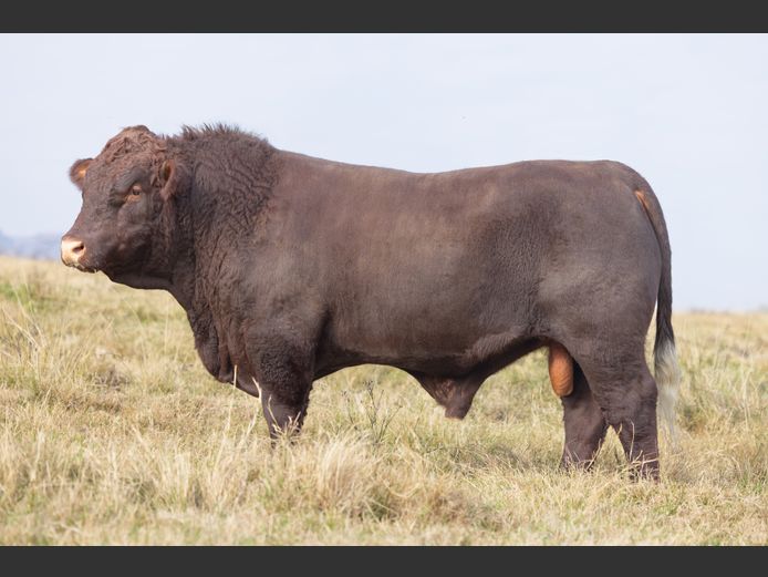 TZ 240002 | FAURZYL FARMING (PTY) LTD