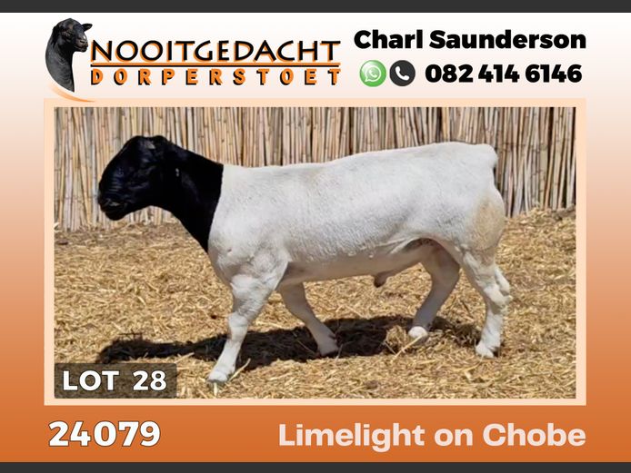 24079 | NOOITGEDACHT  DORPERS