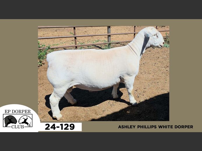 24-129  |  ASHLEY PHILLIPS